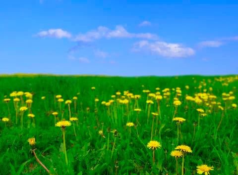 Dandelion grass background Stock Photos