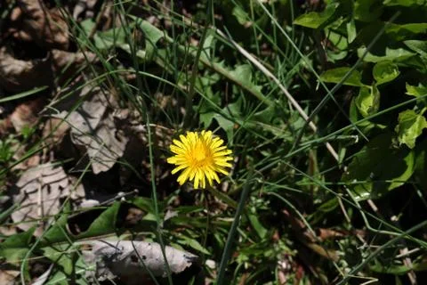 Dandelion in grass close-up Stock Photos