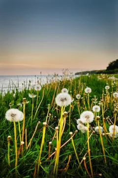 Dandelion in grass field Stock Photos