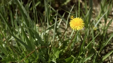 A dandelion in the grass Stock Footage 11287014