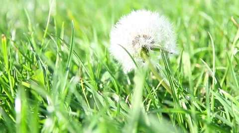 Dandelion in the grass. Stock Footage 62063988