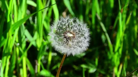 Dandelion in the Grass Stock Footage 71622294