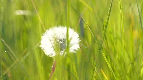 Dandelion in the grass. Stock Footage 134339426
