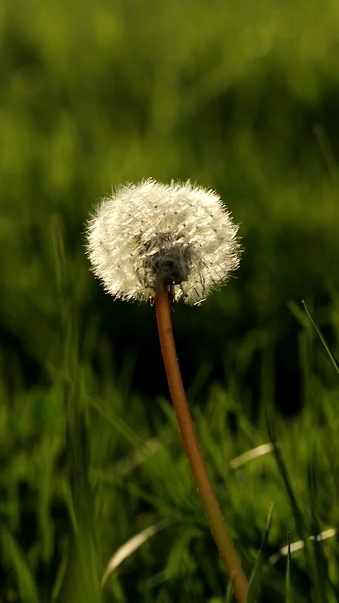 Dandelion on grass Stock Footage 269540923