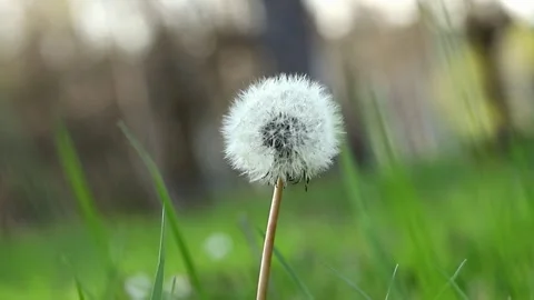 Dandelion on grass Video stock 269540924