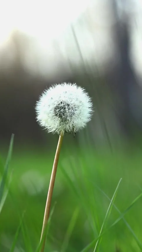 Dandelion on grass Stock Footage 269540926