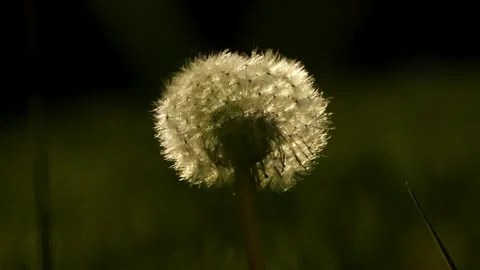 Dandelion on grass Stock Footage 269540927
