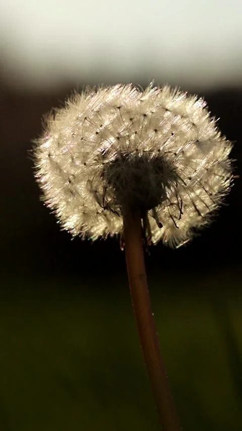 Dandelion on grass Stock Footage 269540936