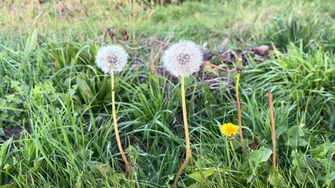 Dandelion in the grass Stock Footage 289296923