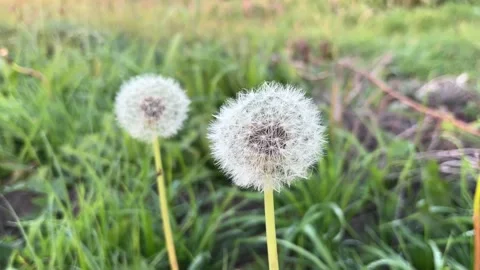 Dandelion in the grass Stock Footage 289296963