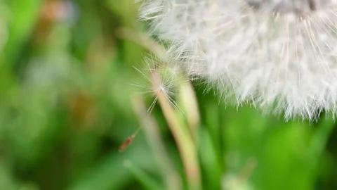 Dandelion on grass Stock Footage 306246491