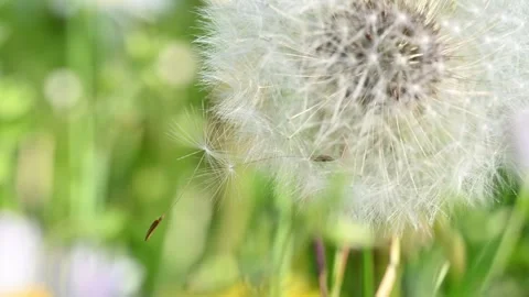 Dandelion on grass Stock Footage 306246531