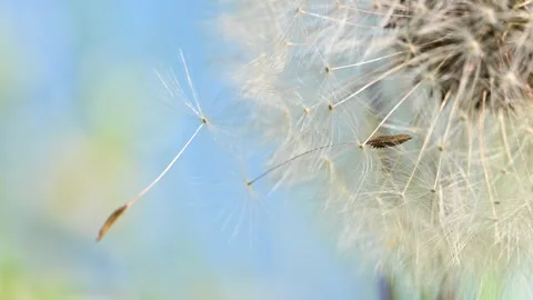 Dandelion on grass Stock Footage 306246941