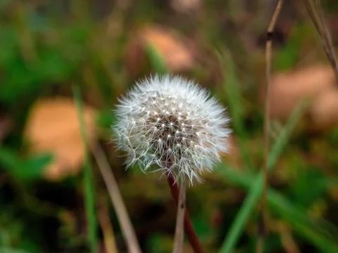 Dandelion in the grass in the forest Stock Photos