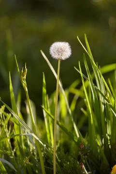 Dandelion in grass lit by evening sun Фото