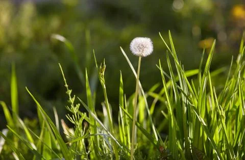 Dandelion in grass lit by evening sun Stock Photos