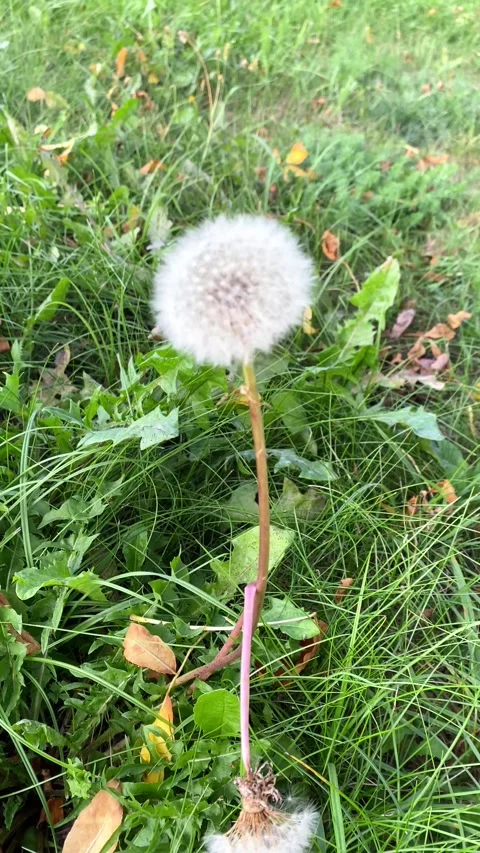 A dandelion in the grass moving in the wind. Vertical video Stock Footage 283379498