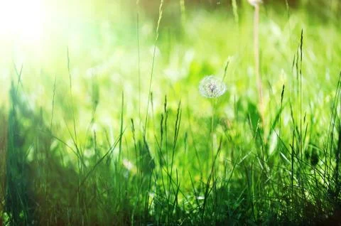 Dandelion on grass Stock Photos