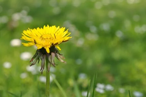 Dandelion in grass Stock Photos