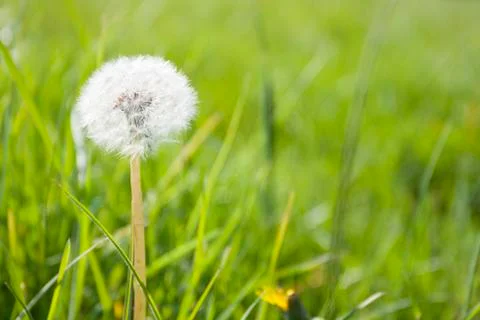 Dandelion on the grass Stock Photos