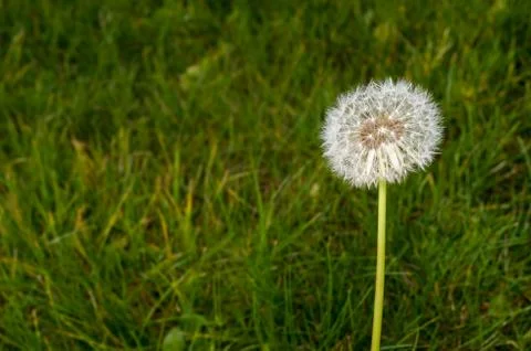 Dandelion in the grass Stock Photos