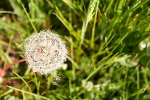 Dandelion in the grass Stock Photos