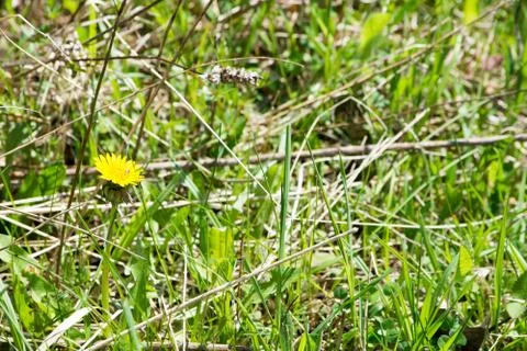 Dandelion in grass Stock Photos