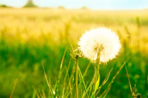 Dandelion in the grass Stock Photos