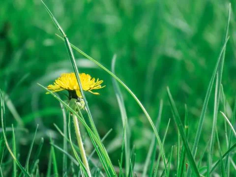 Dandelion in the grass Foto stock