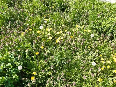 Dandelion in the grass Stock Photos