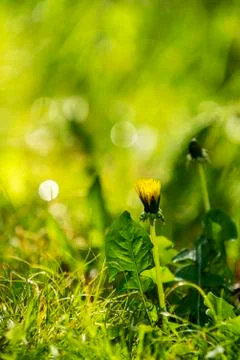 Dandelion in grass Stock Photos