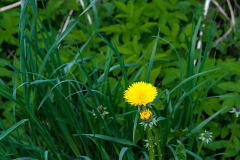 Dandelion in the grass. Stock Photos