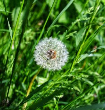Dandelion in the grass Foto stock
