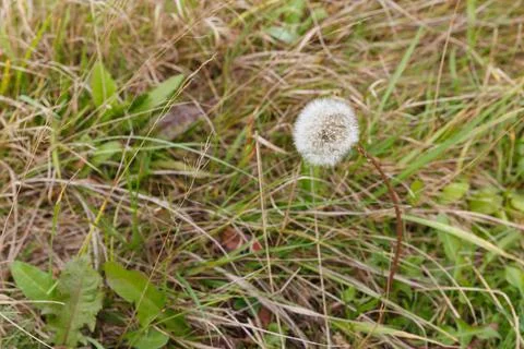 Dandelion in grass Stock Photos