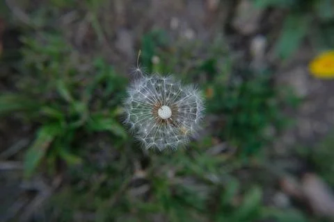 Dandelion on the grass Stock-Fotos