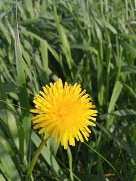 Dandelion in the grass Foto stock