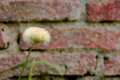 Dandelion grass with rustic bricks background Stock Photos