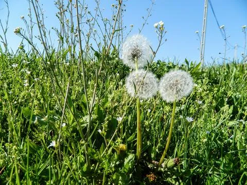 Dandelion in the grass in spring 写真素材