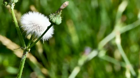 Dandelion in the grass swaying in the wind Stock Footage 250616238