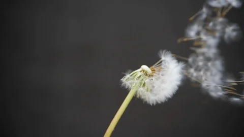 Dandelion on a gray background. Dandelion seeds fly to the side. White head of a Stock Footage 109172741