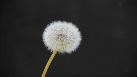 Dandelion on a gray background. Stock Footage 109173653