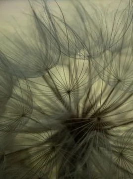 Dandelion on a gray background macro. Fluffy. Selective focus Stock Photos