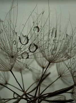 Dandelion on a gray background macro. Fluffy. Selective focus Stock Photos