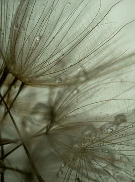 Dandelion on a gray background macro. Fluffy. Selective focus Stock Photos