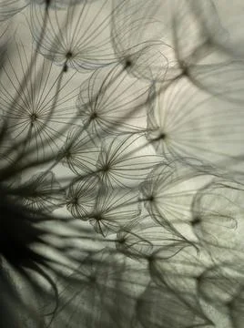 Dandelion on a gray background macro. Fluffy. Selective focus Stock Photos