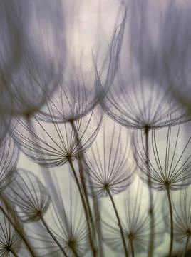 Dandelion on a gray background macro. Fluffy. Selective focus Stock Photos