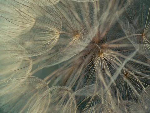 Dandelion on a gray background macro. Fluffy. Selective focus Stock Photos