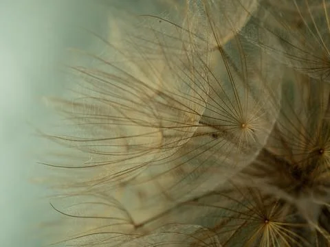 Dandelion on a gray background macro. Fluffy. Selective focus Stock Photos