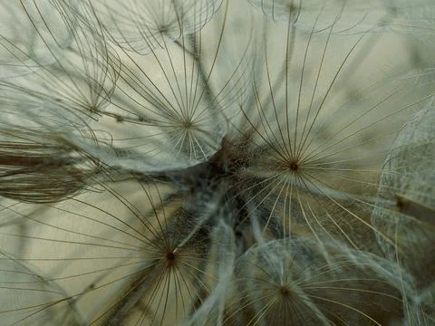 Dandelion on a gray background macro. Fluffy. Selective focus Stock Photos