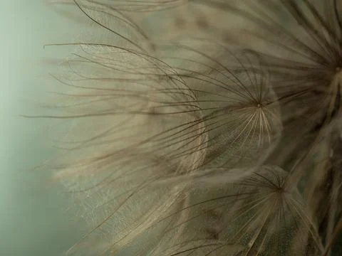 Dandelion on a gray background macro. Fluffy. Selective focus Stock Photos